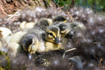 wild mallard duck, mallard duck nest, birth of chicks, hatching of ducklings, duck family, little...