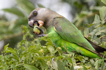 Brown-headed Parrot (Bruinkoppapegaai) in Kruger National Park - obrazy, fototapety, plakaty