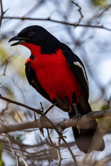Fototapeta premium Crimson-breasted Shrike (Laniarius atrococcineus) in the Pilanesberg National Park