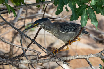 Green-backed Heron (Butorides striatain) Kruger National Park