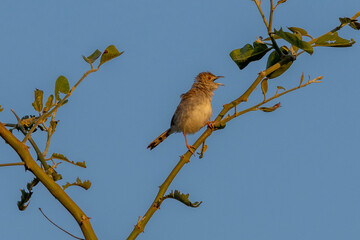 Rattling Cisticola (Bosveldtinktinkie) in Kruger National Park