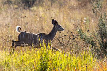 The youthful abundance of a kudu calve in Pilanesberg National Park