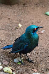 Greater blue-eared starling (Grootblouoorglansspreeu) in Kruger National Park