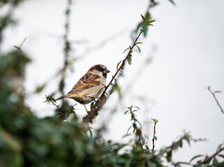 sparrow 