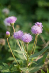 Fototapeta premium Pink purple thistle flowers, Cirsium vulgare,Silybum marianum herbal remedy