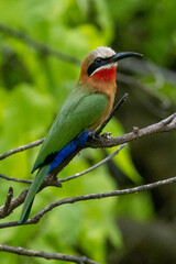 White-fronted bee-eater (Rooikeelbyvreter) in Kruger National Park