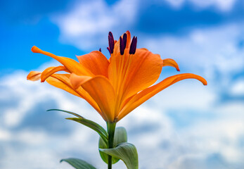 Close-up of Lily on blue sky. Daylily Bell flower in garden. Lily blooming. Lilium flower on blue background. Gardening concept.