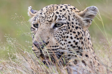 Leopard in the grass in Kruger National Park