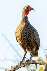 Swainson’s Spurfowl in Kruger National Park