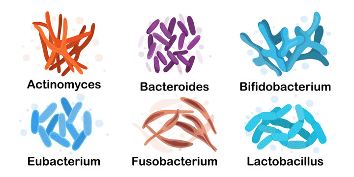 Bacteria in cartoon style. Microorganism. Vector illustration. Isolated. Lactobacillus, actinomyces, bacteroides, bifidobacterium, eubacterium, fusobacterium