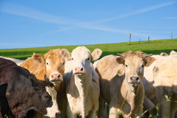 young curious cattle on a pasture, closeup