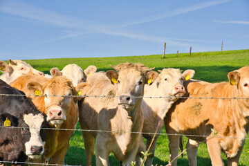 young curious cattle behind a wire fence in a pasture, closeup