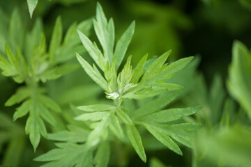 green wormwood (Artemisia absinthium) plant grows in the wild	