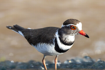 Three-banded Plover in Kruger National Park 