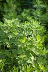Fototapeta na wymiar green wormwood (Artemisia absinthium) plant grows in the wild 