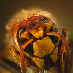 European Hornet Macro Photo Colorful