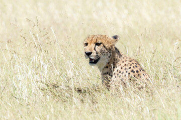 Cheetah  (Acinonyx jubatus) in long grass in Kruger National Park
