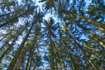 Coniferous trees in a row, abstract perspective, nature photo