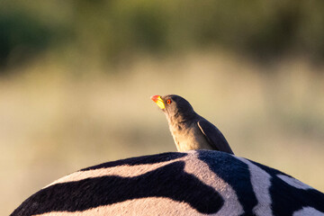Yellow-billed Oxpecker (Geelbekrenostervoël) on a Zebra in Kruger National Park