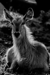 Waterbuck in Kruger National Park