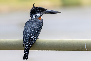 Giant Kingfisher in Kruger National Park