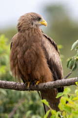 Tawny Eagle in Kruger National Park - obrazy, fototapety, plakaty