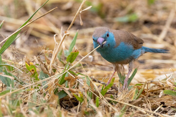Blue waxbill (Blousysie) in Kruger National Park