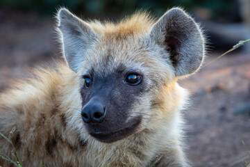 Baby Spotted Hyena in the Kruger National Park - obrazy, fototapety, plakaty