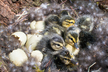 wild mallard duck, mallard duck nest, birth of chicks, hatching of ducklings, duck family, little ducklings, wild bird, sit on eggs, environmental protection, hatch offspring, eggs in the nest