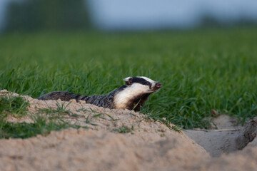 European badger after leaving the burrow (Meles meles)