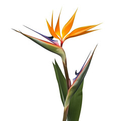 Bouquet of bird of paradise Strelitzia reginae flower plant with leaves isolated on white background. Flat lay, top view. macro closeup