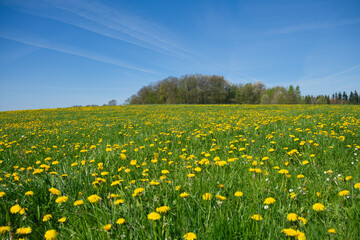 Landscape with lush green grass and full of dandelions, nature landscape photo