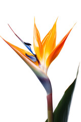 Bouquet of bird of paradise Strelitzia reginae flower plant with leaves isolated on white background. 3D rendering. Flat lay, top view. macro closeup