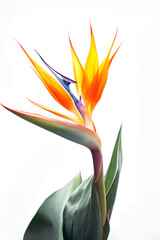 Bouquet of bird of paradise Strelitzia reginae flower plant with leaves isolated on white background. 3D rendering. Flat lay, top view. macro closeup
