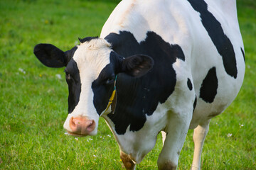 closeup of a black and white spotted cow in a pasture