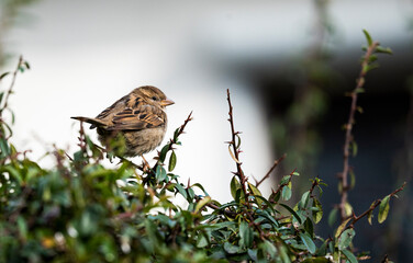 sparrow 