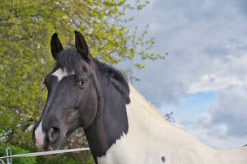 Fototapeta na wymiar white horse with black head