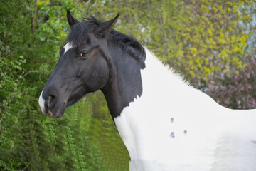 Obraz na płótnie Canvas white horse with black head
