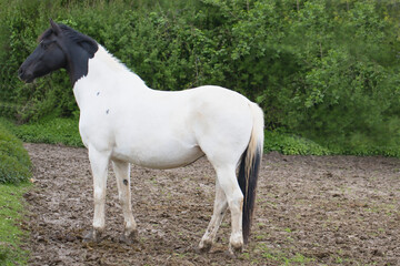 white horse with black head