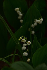 Obraz premium Maiglöckchen