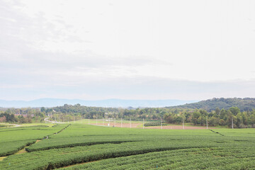 Fototapeta na wymiar Natural aerial view photography of authentic organic tea plantation business and industry background with row of irrigation sprinkler and beautiful open landscape in Chiang Rai,Thailand.
