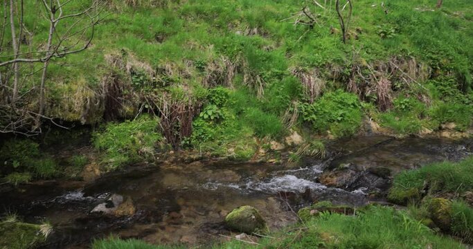Mountain river in the Schwarzwald National Park in spring