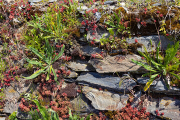 Wall flowers on slate