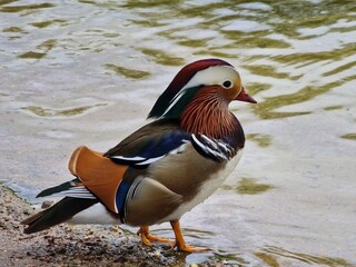 Mandarin