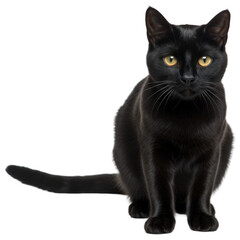 Black Cat. Isolated on transparent background. generative ai