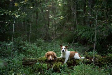 two dogs in the summer forest. Nova Scotia duck retriever and Jack Russell Terrier in nature. Beautiful pets in woods