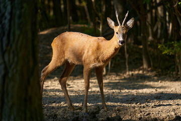 Roebuck in an oak forest