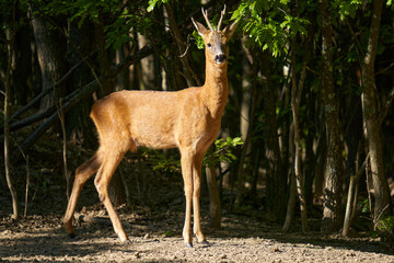 Roebuck in an oak forest