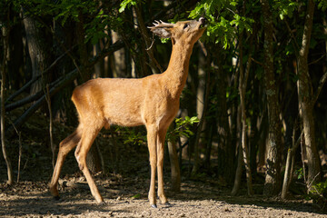 Roebuck in an oak forest feeding on oak leaves