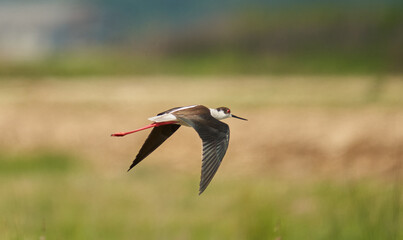 Black-winged stilt in flight